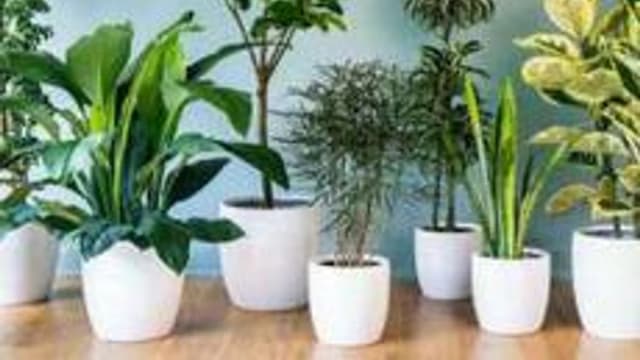 Обложка курса «Агроэкология. Комнатное цветоводство. Крутий И. И .» на Stepik