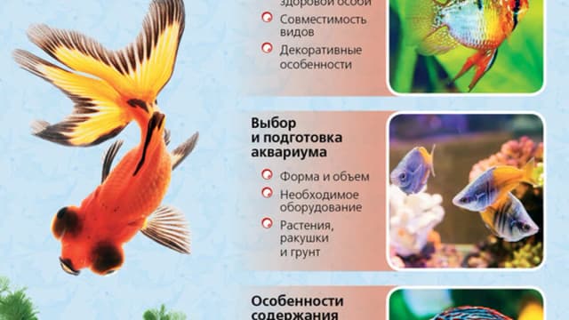Обложка курса: Аквариум. Самая полная энциклопедия. Площадка: Складчик