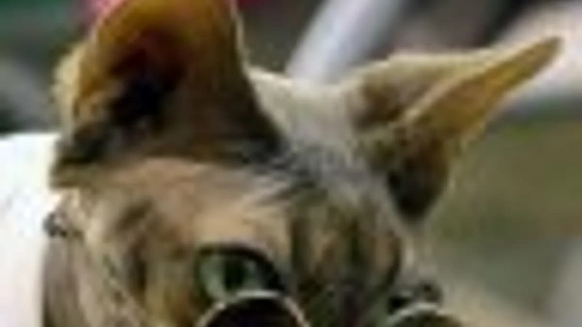 Обложка курса: [БАСКЕТБОЛ, VERIFIED] Баскет_F Верификация - 7. Площадка: Складчик