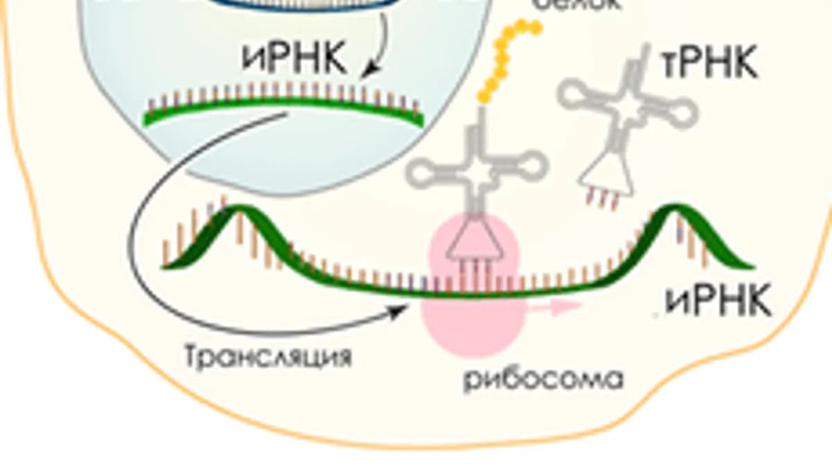 Обложка курса «Биосинтез белка» на Stepik
