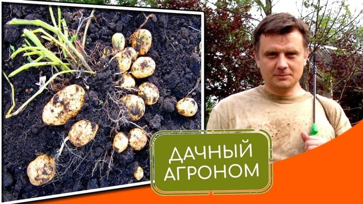 Обложка курса: Большой картофельный курс [Дачный агроном]. Площадка: Складчик