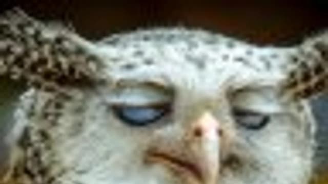Обложка курса: Delay для After Effects. Площадка: Складчик