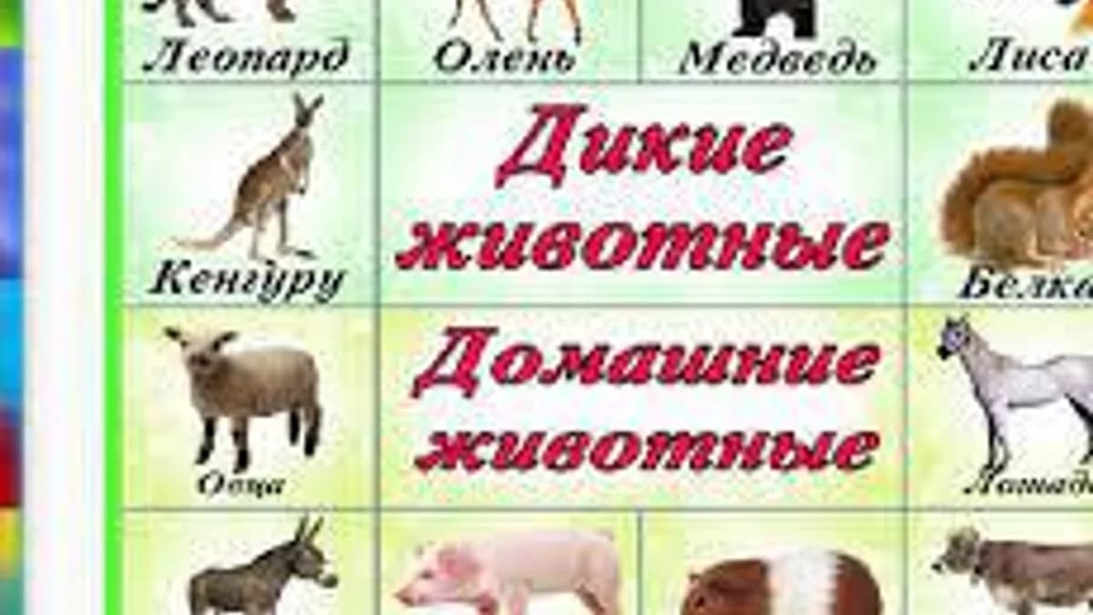 Обложка курса «Дикие и домашние животные» на Stepik