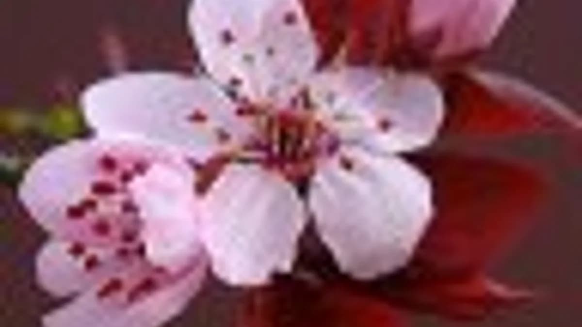 Обложка курса: Дизайн-менеджмент: дизайн как бизнес. Площадка: Складчик