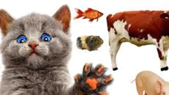 Обложка курса «домашние животные» на Stepik