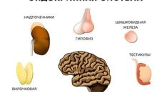 Обложка курса «Эндокринная система человека» на Stepik
