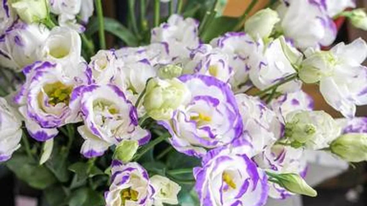 Обложка курса: Эустома (tanyaflower). Площадка: Складчина.biz
