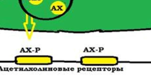 Обложка курса «Фармакология» на Stepik
