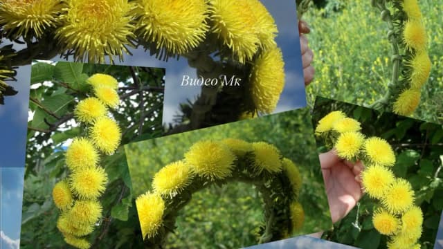 Обложка курса: [Фом] Весенние цветы и ягоды. Площадка: Складчик