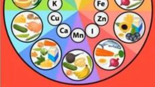 Обложка курса «Гомеостаз и питание» на Stepik