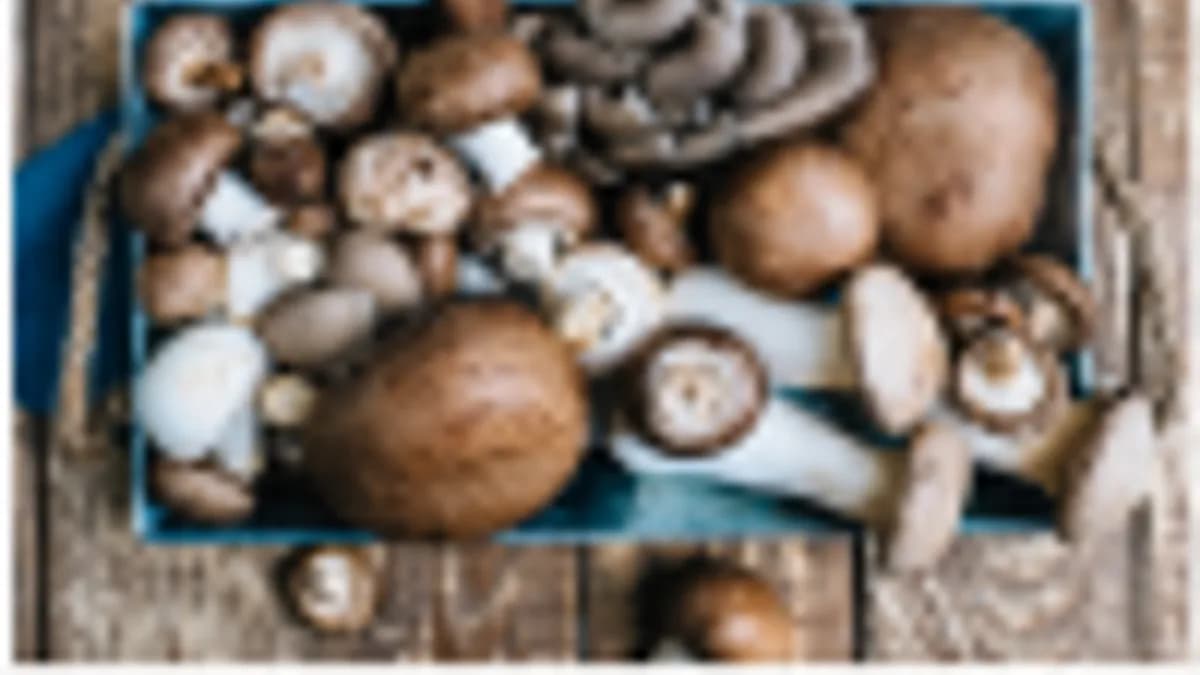 Обложка курса: Грибная культура [Дмитрий Журавлев]. Площадка: Складчик