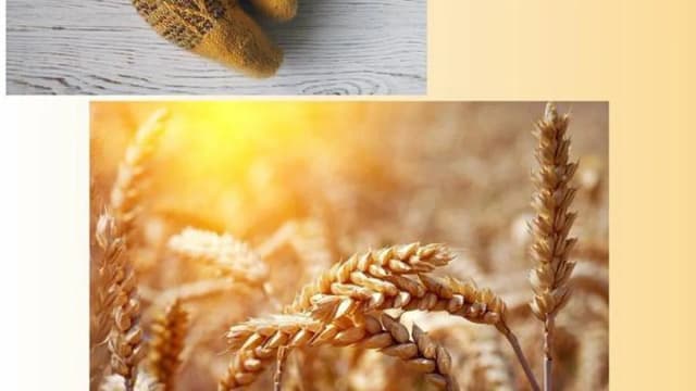 Обложка курса: [helenavasilevna] Носки Spikelets (Алена Малевич). Площадка: Складчина.biz