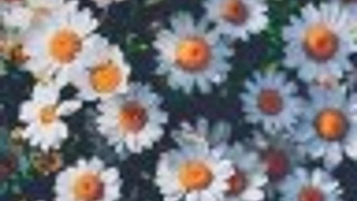 Обложка курса: Интерпретация сновидений - подскажите курсы. Площадка: Складчик