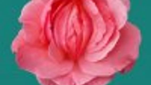 Обложка курса: Интимный самомассаж [Wild Feminine]. Площадка: Складчик