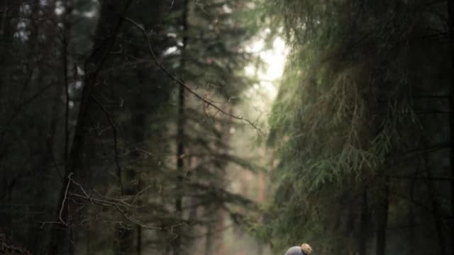 Обложка курса: Into the forest, на английском (Iwona Podlasińska). Площадка: Складчина.biz