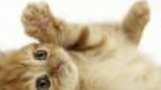 Обложка курса: Испанский для детей.. Площадка: Складчик