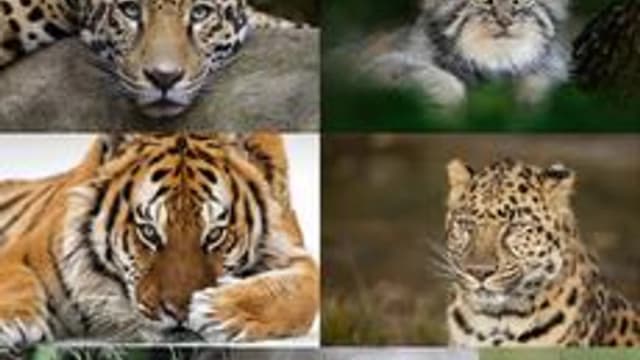 Обложка курса «Хищные кошки» на Stepik