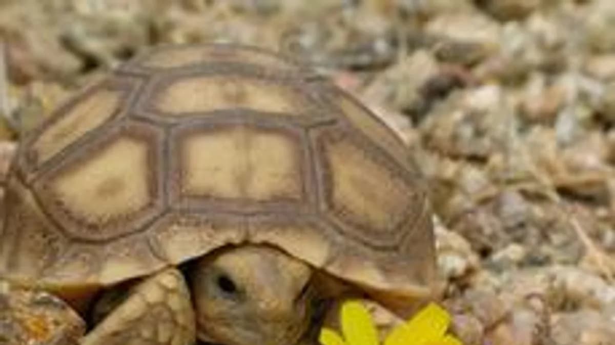 Обложка курса «Компьютерная графика turtle» на Stepik