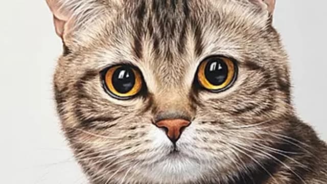 Обложка курса: Кот (Юлия Дубинина). Площадка: Складчина.biz