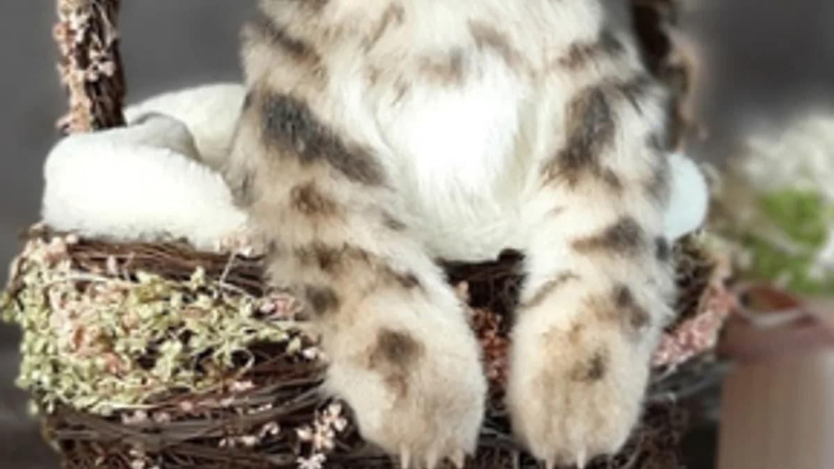 Обложка курса: Котенок (Янина Орса). Площадка: Складчина.biz