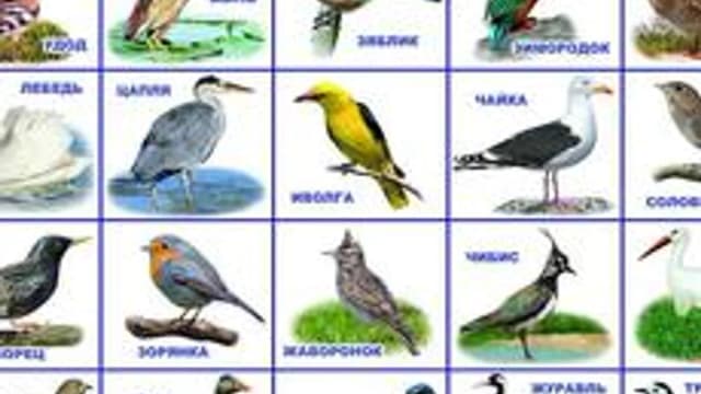 Обложка курса «Курс 07.08.24» на Stepik