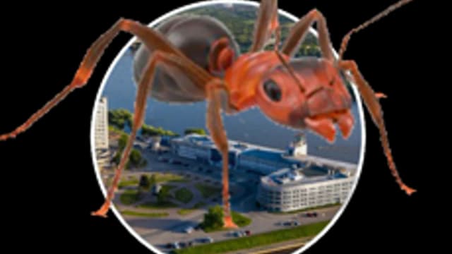 Обложка курса «Лаборатория мирмекологии» на Stepik