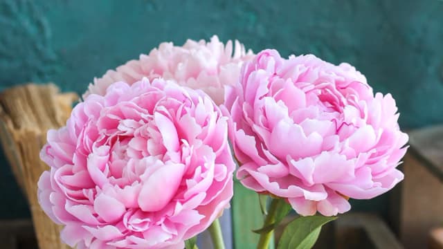 Обложка курса: [Лепка] Пион Сара Бернар [tanyaflower] [Татьяна Кононова]. Площадка: Складчик
