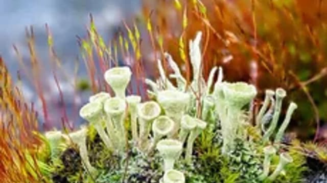 Обложка курса «ЛишайникоЛогия» на Stepik