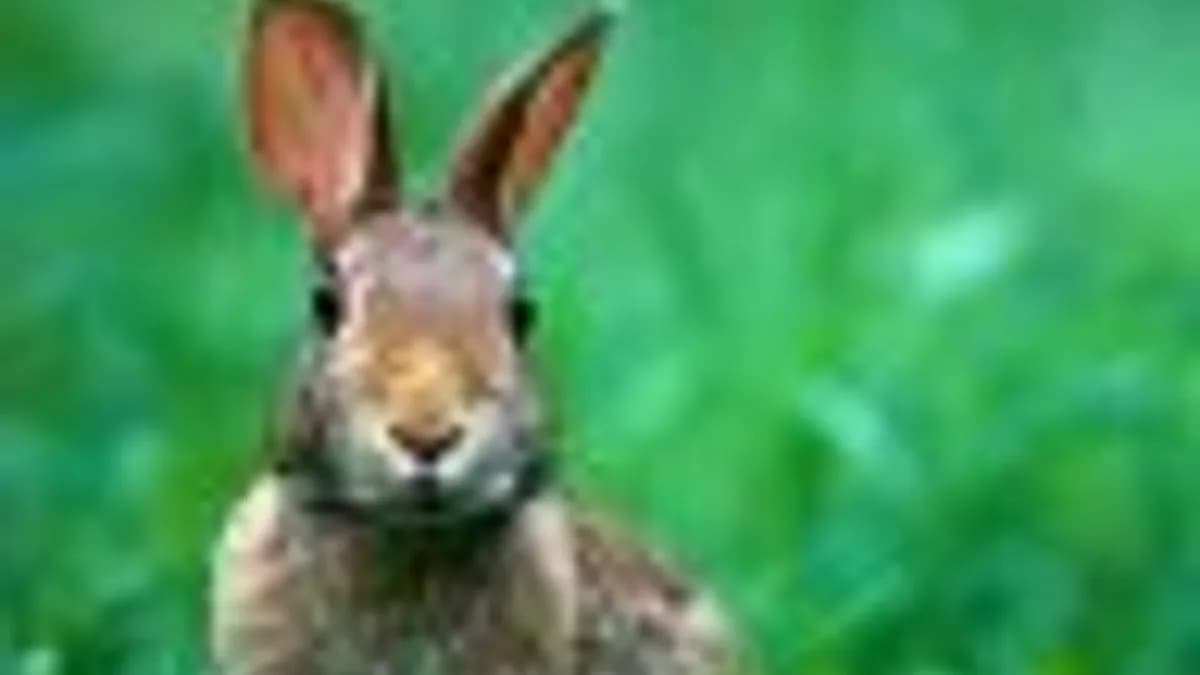 Обложка курса: Марафон на овал лица и шею [Виктория Боня]. Площадка: Складчик
