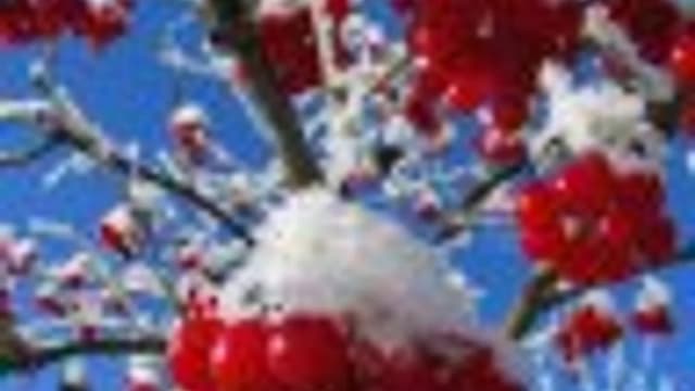 Обложка курса: Методика отказа от курения. Площадка: Складчик