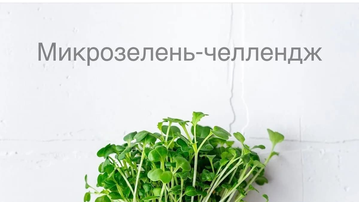 Обложка курса: "Микрозелень-челлендж" [Ольга Зингер]. Площадка: Складчик