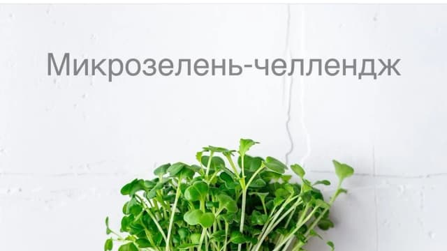 Обложка курса: "Микрозелень-челлендж" [Ольга Зингер]. Площадка: Складчик