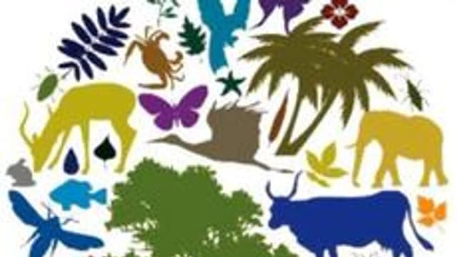 Обложка курса «Мир природы и человека» на Stepik