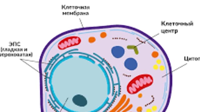 Обложка курса «Митоз и мейоз» на Stepik