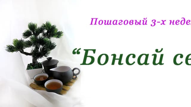 Обложка курса: МК Бонсаи. Площадка: Складчик