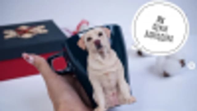Обложка курса: Мк щенок лабрадора [artroombullibull]. Площадка: Складчик