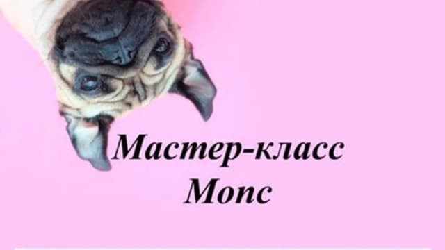 Обложка курса: Мопс (Светлана Сахарова). Площадка: Складчина.biz