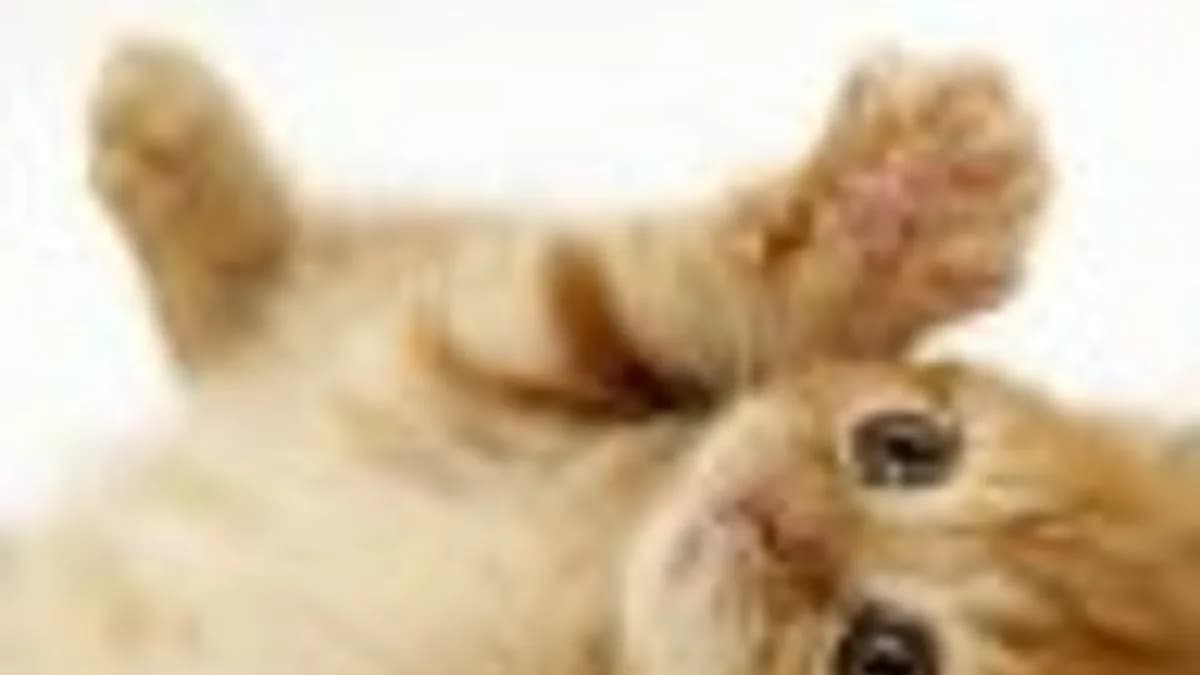 Обложка курса: Нарциссизм (Ирина Камаева). Площадка: Складчина.biz