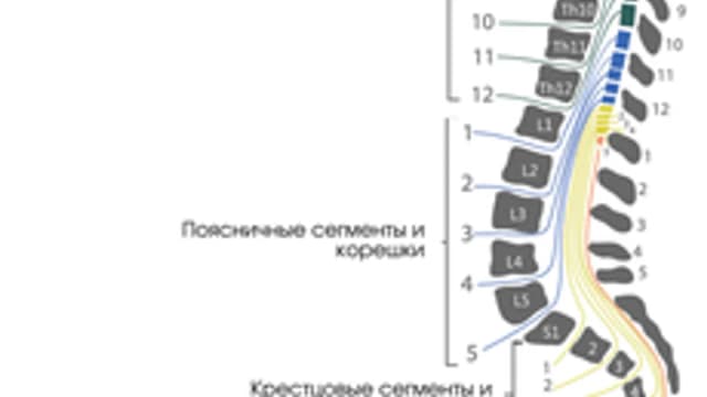 Обложка курса «Neuro Clerkship» на Stepik