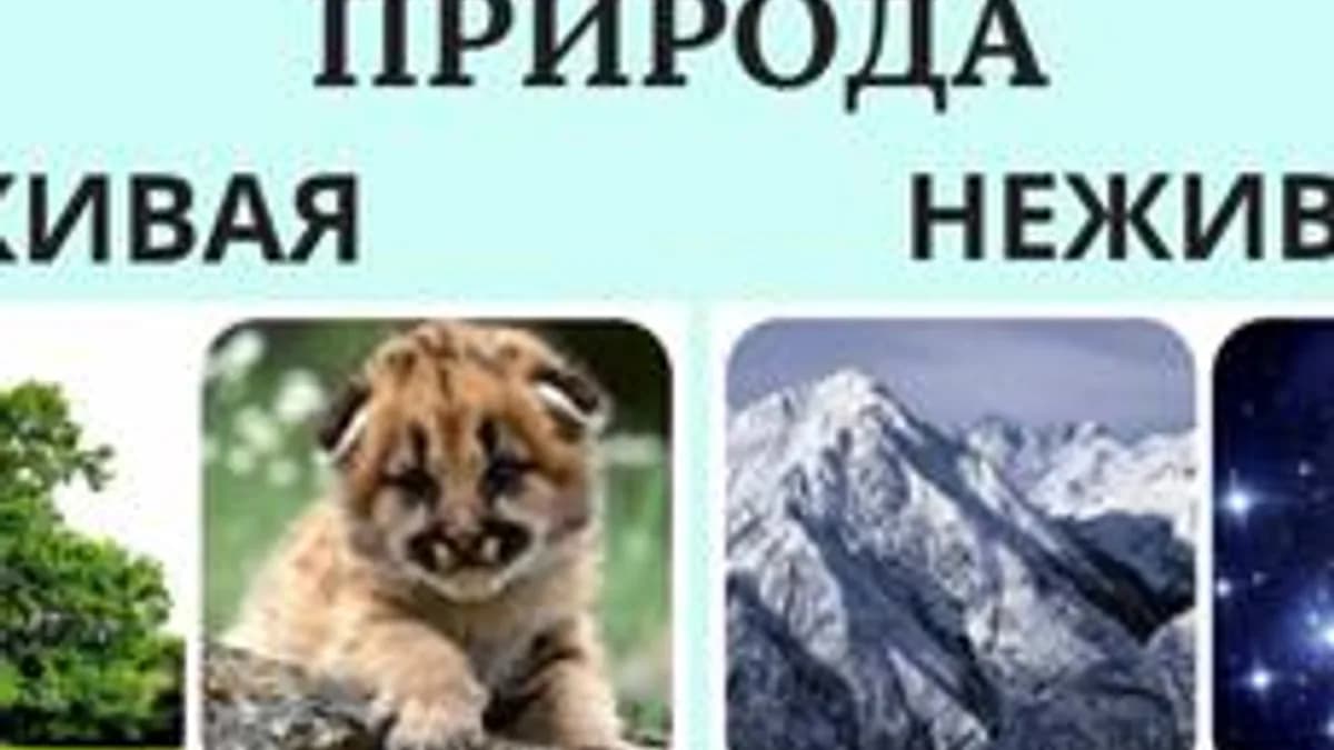 Обложка курса «Неживая и живая природа» на Stepik