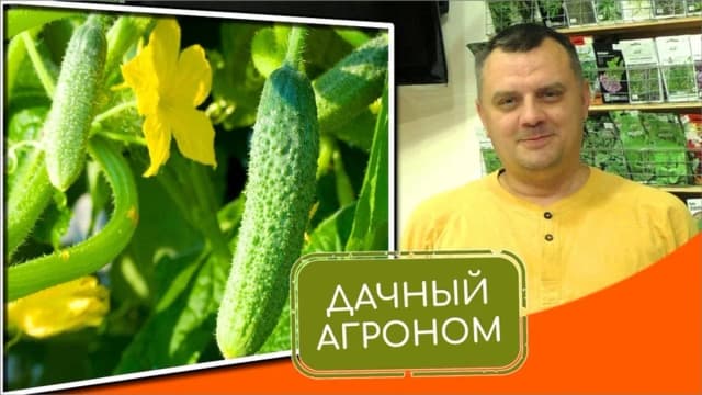 Обложка курса: Огуречный курс [Дачный агроном]. Площадка: Складчик