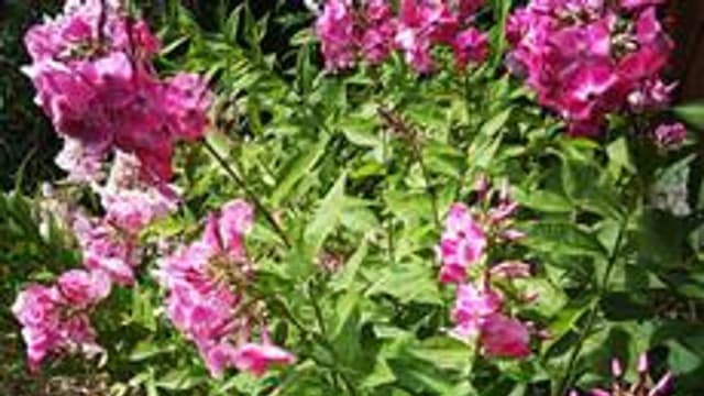 Обложка курса «Основы микроэкономики» на Stepik