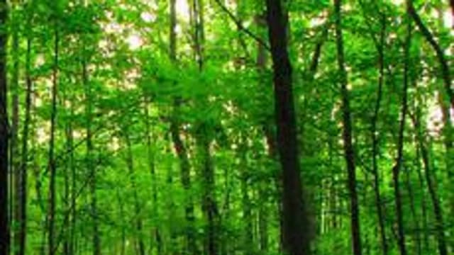 Обложка курса «Озеленение населённых мест» на Stepik