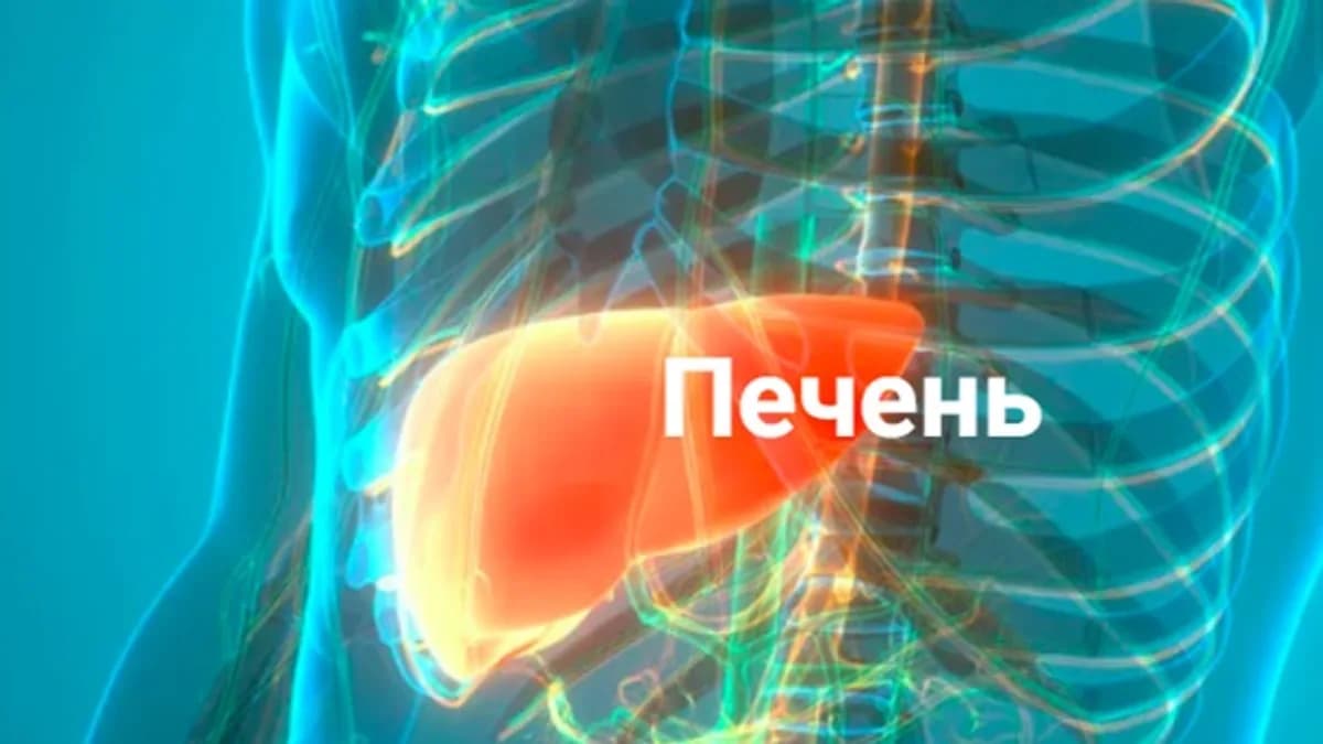 Обложка курса: Печень [Никита Истомин]. Площадка: Складчик