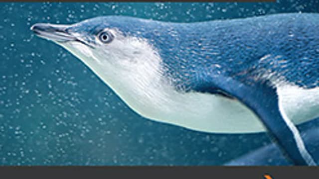 Обложка курса: [Питер] Linux для сетевых инженеров [Ванденбринк Р.]. Площадка: Складчик