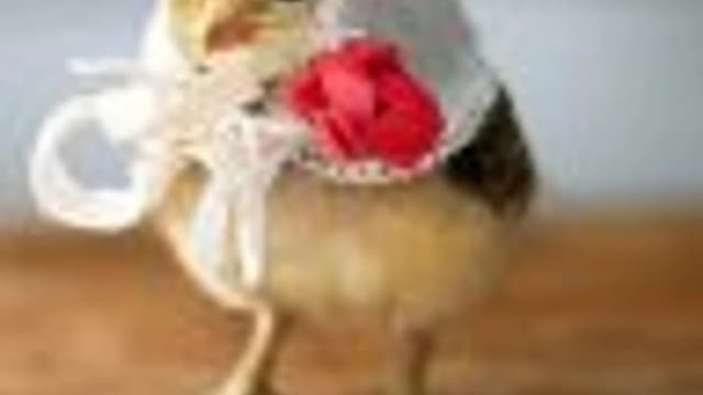 Обложка курса: Покорение Олимпа: Яндекс Директ [Денис Пленников]. Площадка: Складчик