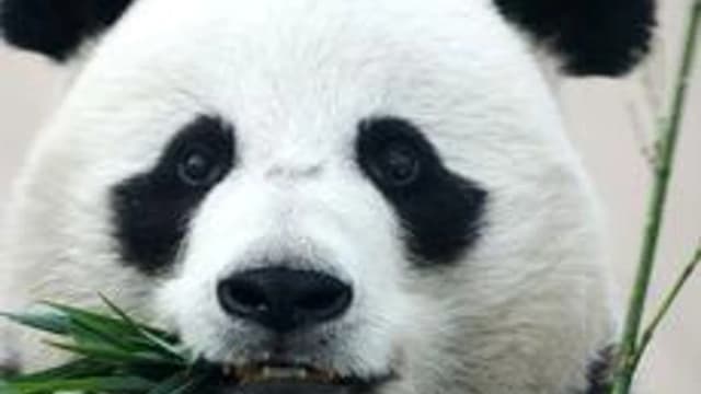 Обложка курса «Практикум по Pandas» на Stepik