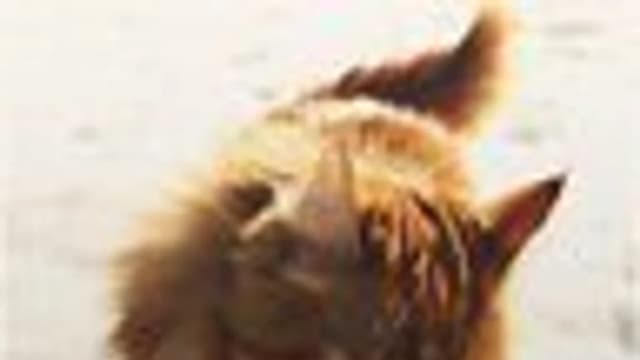 Обложка курса: Прибыльная связка - В. Сургай. Площадка: Складчик