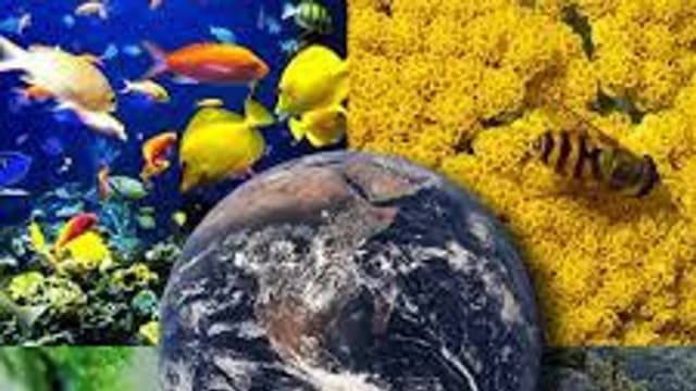 Обложка курса «Проектная смена. Экология.» на Stepik
