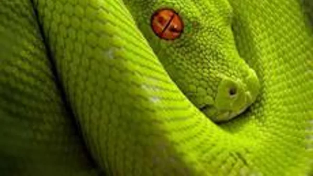 Обложка курса «Python 3» на Stepik